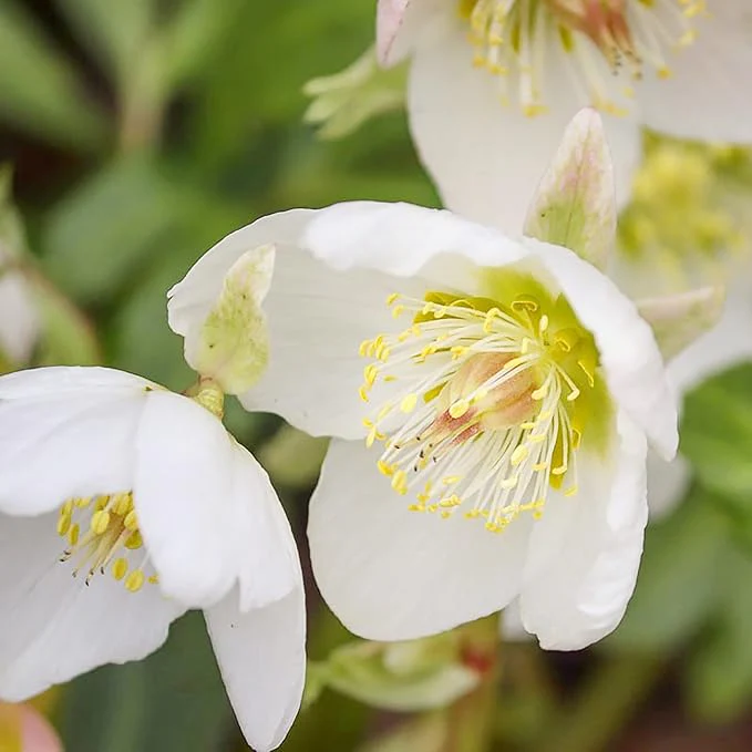 Christmas Rose Seeds (Helleborus Niger Seeds) - GMO-Free Perennial for Outdoor Borders & Beds - Image 3