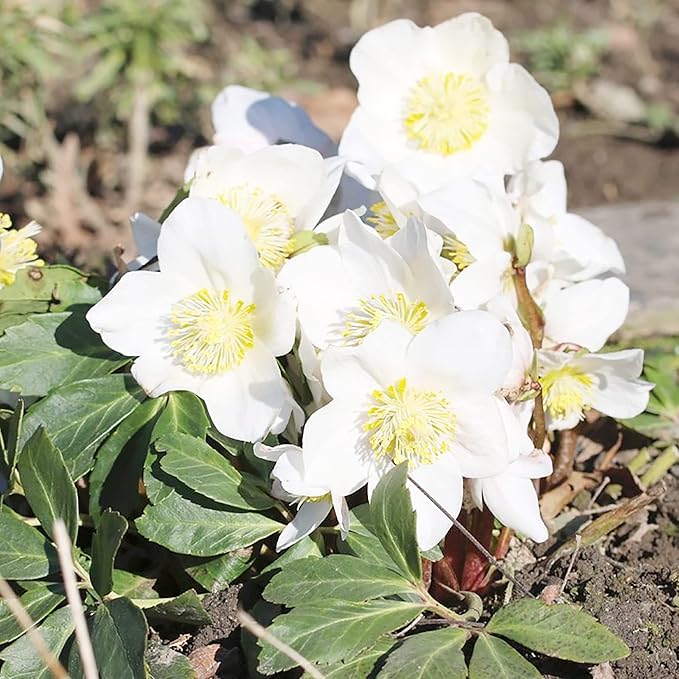 Christmas Rose Seeds (Helleborus Niger Seeds) - GMO-Free Perennial for Outdoor Borders & Beds - Image 4