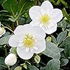Christmas Rose Seeds (Helleborus Niger Seeds) - GMO-Free Perennial for Outdoor Borders & Beds - Image 5