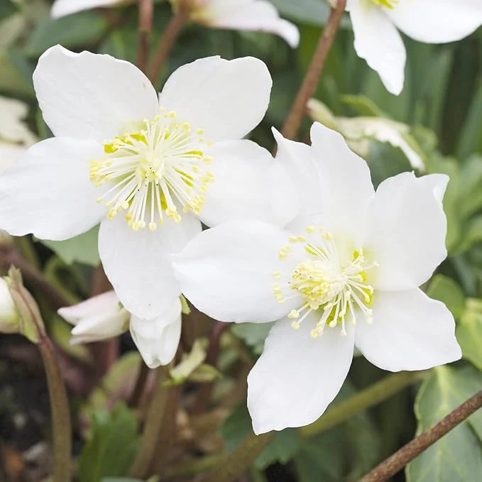 Christmas Rose Seeds (Helleborus Niger Seeds) - GMO-Free Perennial for Outdoor Borders & Beds - Image 6