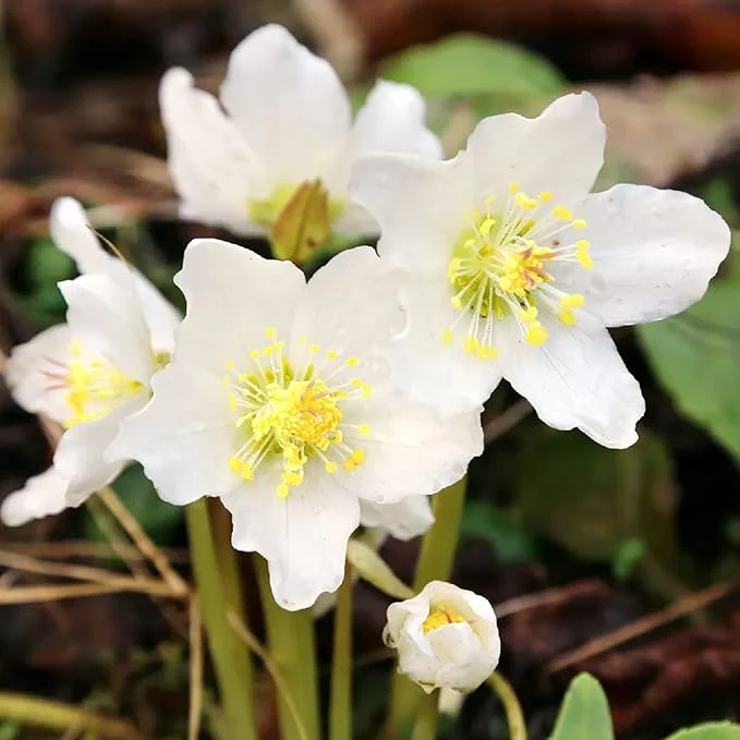 Christmas Rose Seeds (Helleborus Niger Seeds) - GMO-Free Perennial for Outdoor Borders & Beds - Image 7