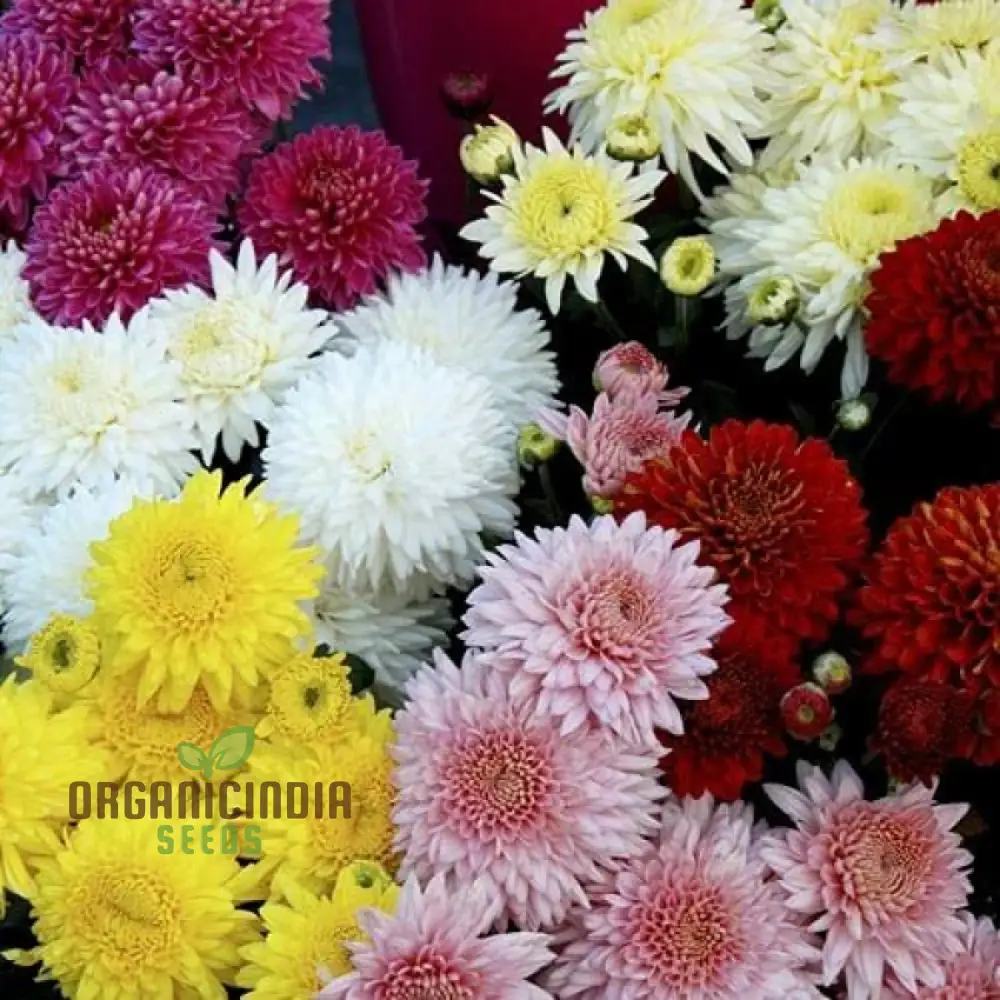 Chrysanthemum Ornamental Flower Seeds for Planting - 100 pcs