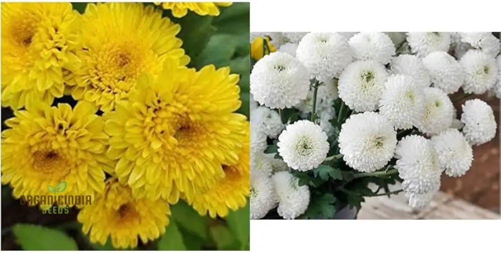 Chrysanthemum Ornamental Flower Seeds for Planting - 100 pcs - Image 3