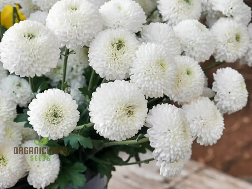 Chrysanthemum Ornamental Flower Seeds for Planting - 100 pcs - Image 4