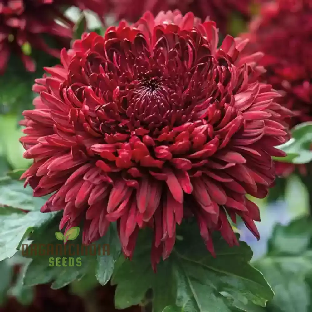 Chrysanthemum Ornamental Flower Seeds for Planting - 100 pcs - Image 5