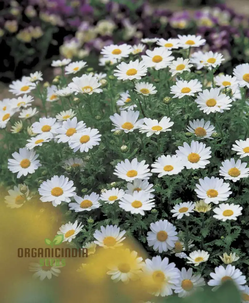 Chrysanthemum Paludosum Seeds for Gardening Enthusiasts - Buy Flower Seeds Online
