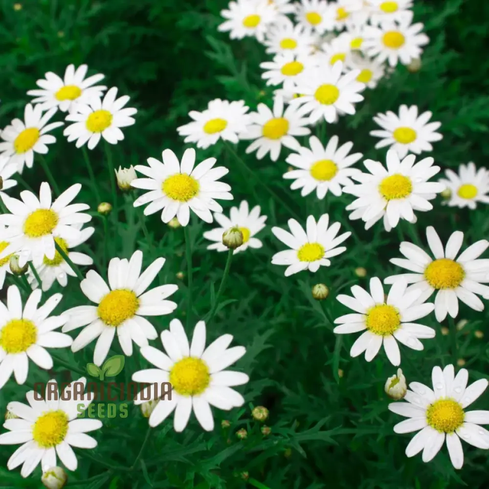 Chrysanthemum Paludosum Seeds for Gardening Enthusiasts - Buy Flower Seeds Online - Image 3