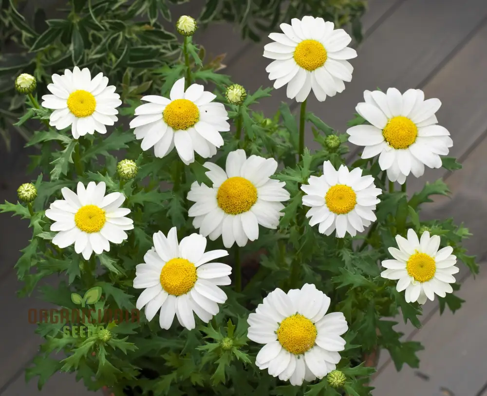 Chrysanthemum Paludosum Seeds for Gardening Enthusiasts - Buy Flower Seeds Online - Image 4
