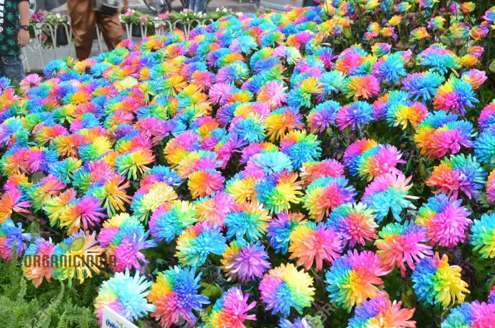Chrysanthemum Rainbow Seeds: Delightful Gardening Gems for Your Colorful Oasis