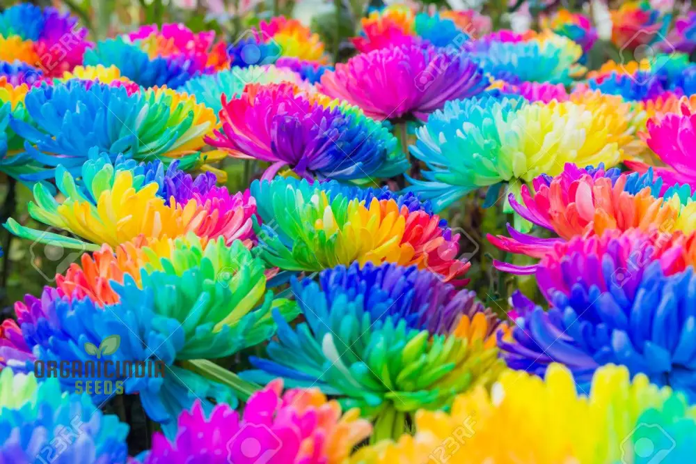 Chrysanthemum Rainbow Seeds: Delightful Gardening Gems for Your Colorful Oasis - Image 3