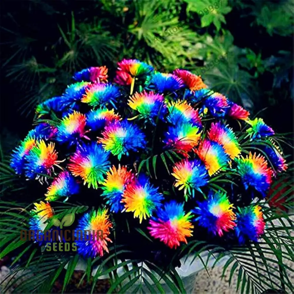 Chrysanthemum Rainbow Seeds: Delightful Gardening Gems for Your Colorful Oasis - Image 4