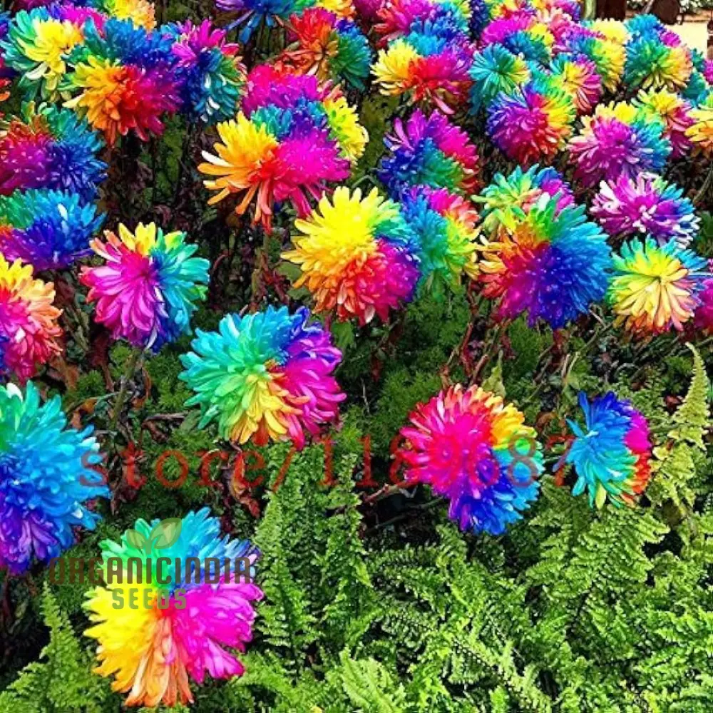 Chrysanthemum Rainbow Seeds: Delightful Gardening Gems for Your Colorful Oasis - Image 5