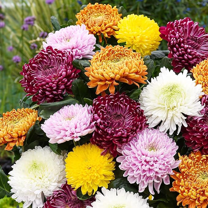 Chrysanthemum Seeds  Colorful  Diverse Flowers  Popular Ornamental Plants for Vibrant Blooms in Gardens, Landscapes  Floral Arrangements  Flower Seeds