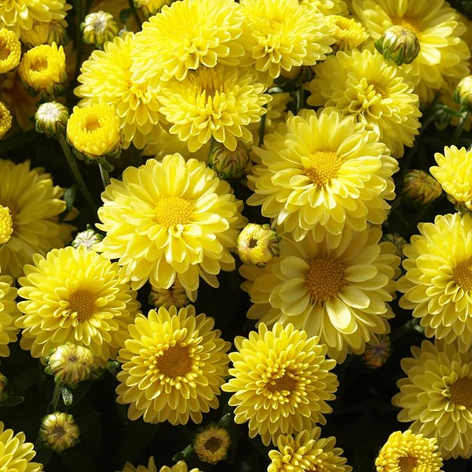 Chrysanthemum Seeds  Colorful  Diverse Flowers  Popular Ornamental Plants for Vibrant Blooms in Gardens, Landscapes  Floral Arrangements  Flower Seeds - Image 3