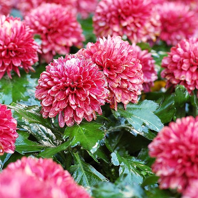 Chrysanthemum Seeds  Colorful  Diverse Flowers  Popular Ornamental Plants for Vibrant Blooms in Gardens, Landscapes  Floral Arrangements  Flower Seeds - Image 4