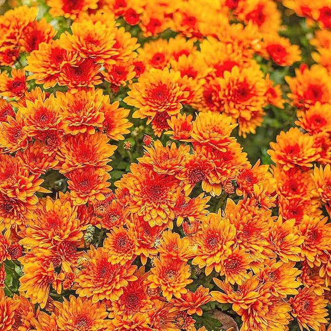 Chrysanthemum Seeds  Colorful  Diverse Flowers  Popular Ornamental Plants for Vibrant Blooms in Gardens, Landscapes  Floral Arrangements  Flower Seeds - Image 5