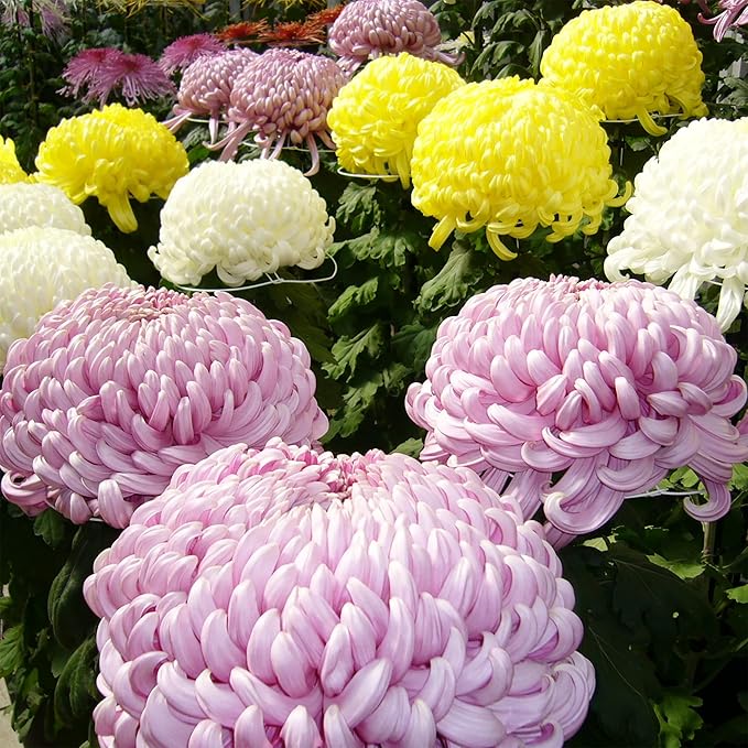 Chrysanthemum Seeds  Colorful  Diverse Flowers  Popular Ornamental Plants for Vibrant Blooms in Gardens, Landscapes  Floral Arrangements  Flower Seeds - Image 6