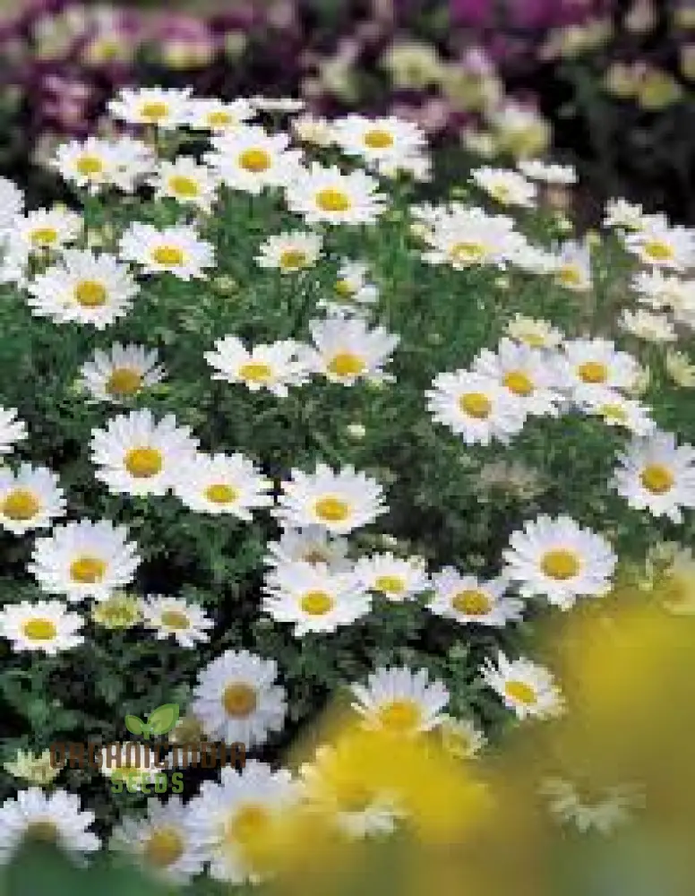 Chrysanthemum Snowland: Premium Seeds for Enthusiastic Gardeners Seeking Vibrant Blooms