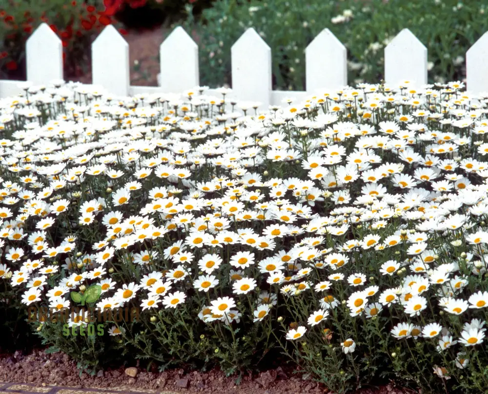 Chrysanthemum Snowland: Premium Seeds for Enthusiastic Gardeners Seeking Vibrant Blooms - Image 3