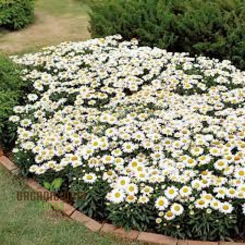 Chrysanthemum Snowland: Premium Seeds for Enthusiastic Gardeners Seeking Vibrant Blooms - Image 4