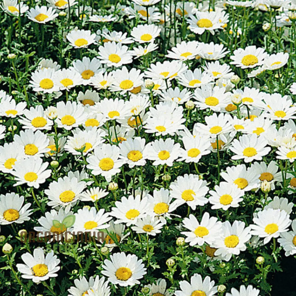 Chrysanthemum Snowland: Premium Seeds for Enthusiastic Gardeners Seeking Vibrant Blooms - Image 5