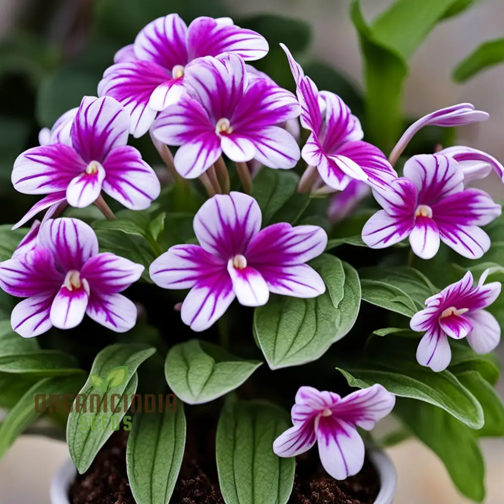 Streptocarpus Seeds – Cape Primrose Mixed Colors for Indoor & Garden Planting