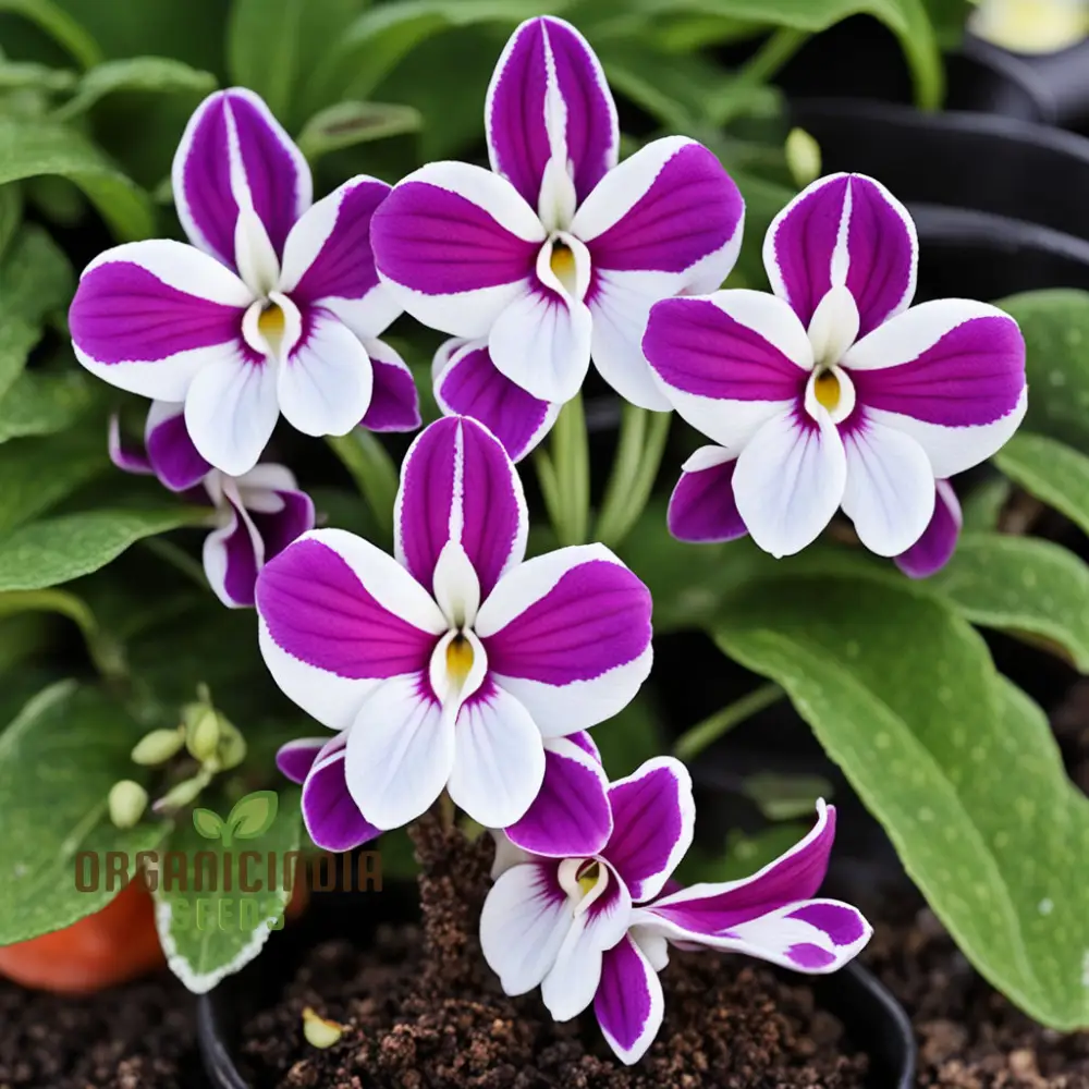 Streptocarpus Seeds – Cape Primrose Mixed Colors for Indoor & Garden Planting - Image 3