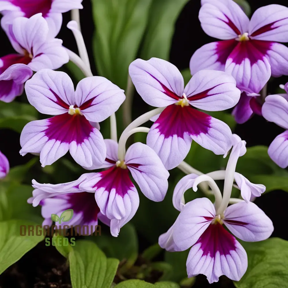 Streptocarpus Seeds – Cape Primrose Mixed Colors for Indoor & Garden Planting - Image 4