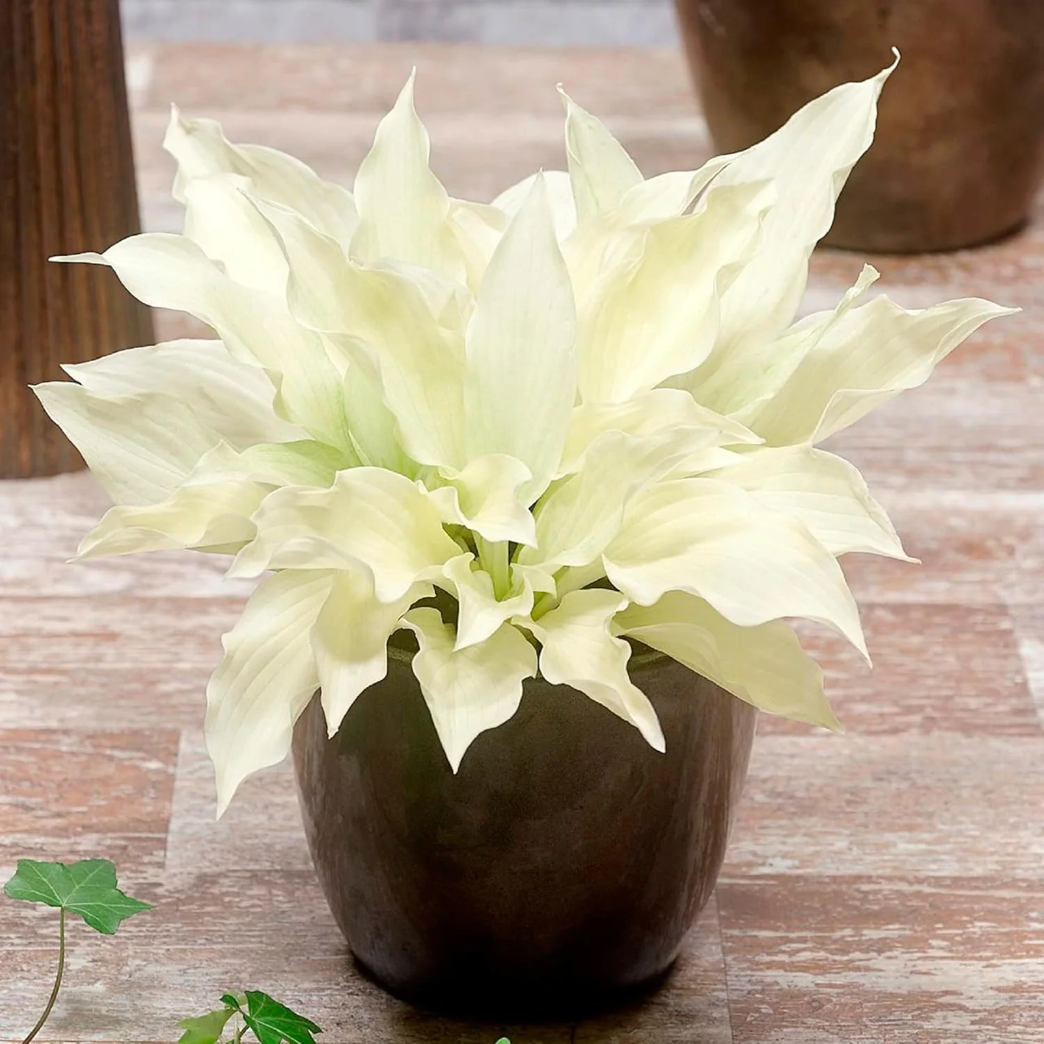 White Feather Hosta Seeds â Plantaginea Fragrant Shade Garden Variety