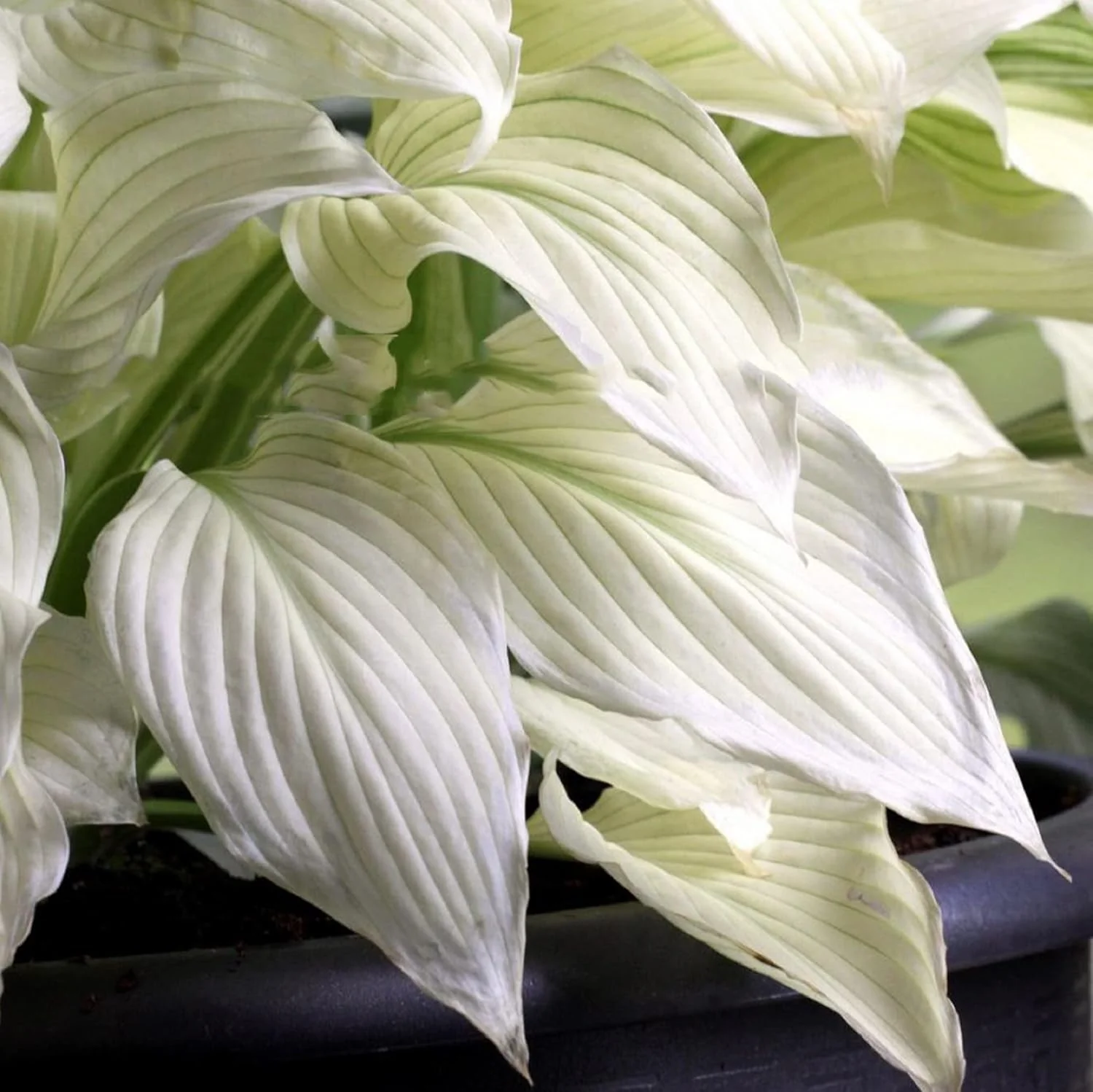 White Feather Hosta Seeds â Plantaginea Fragrant Shade Garden Variety - Image 3