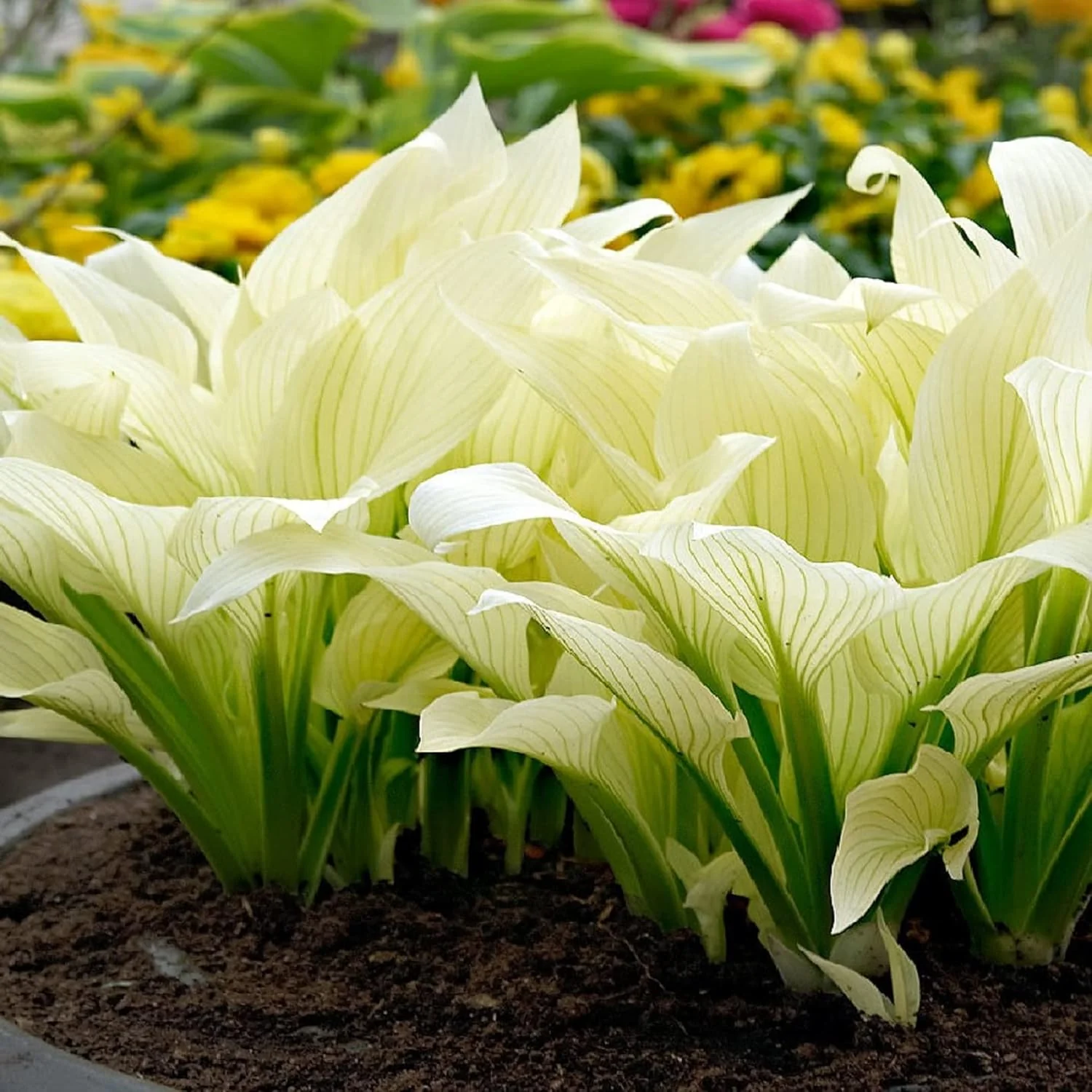 White Feather Hosta Seeds â Plantaginea Fragrant Shade Garden Variety - Image 4