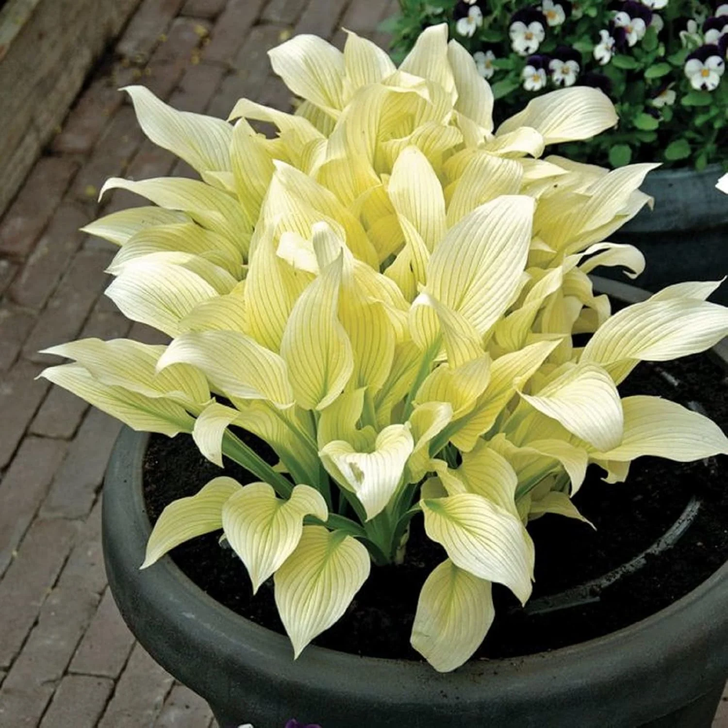 White Feather Hosta Seeds â Plantaginea Fragrant Shade Garden Variety - Image 5