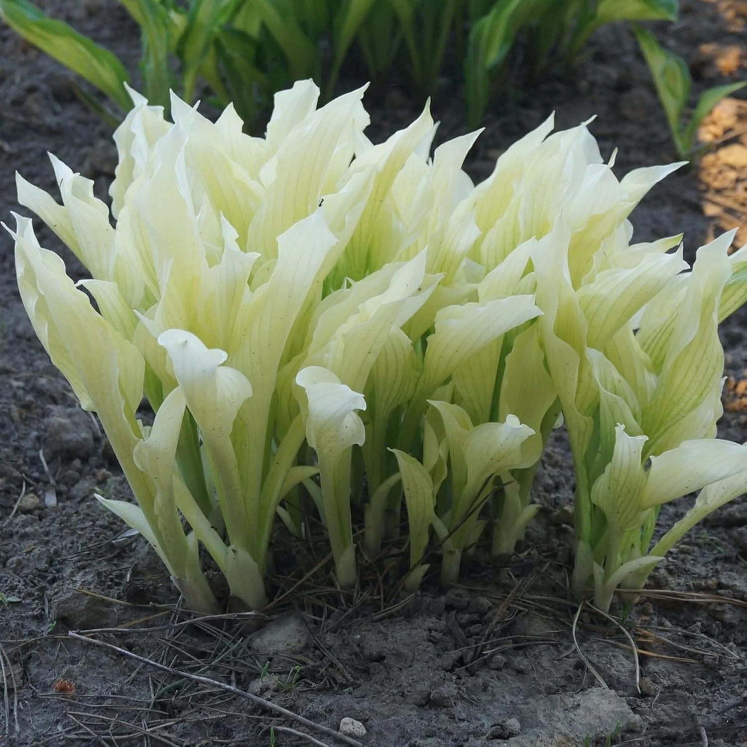 White Feather Hosta Seeds â Plantaginea Fragrant Shade Garden Variety - Image 6