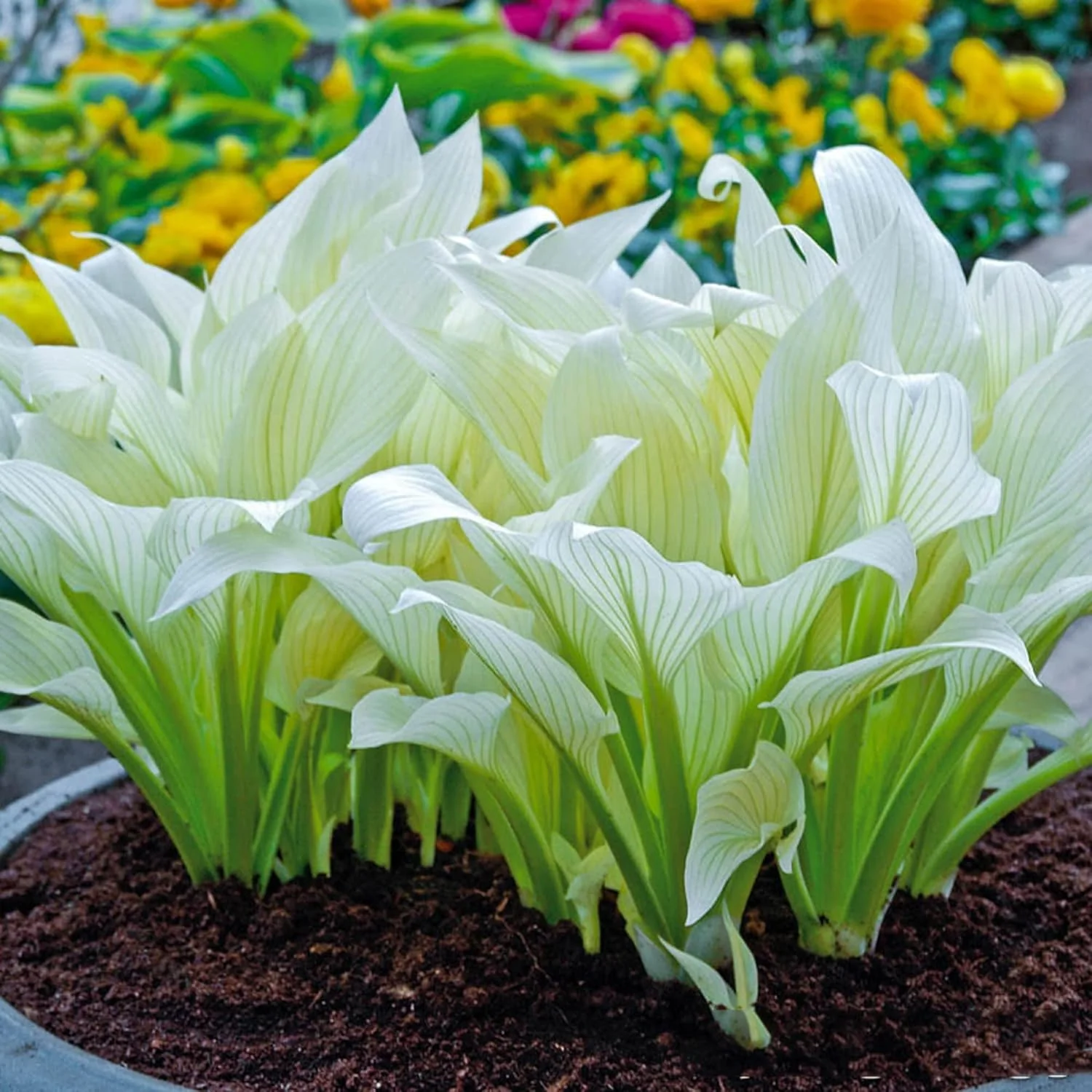 White Feather Hosta Seeds â Plantaginea Fragrant Shade Garden Variety - Image 7