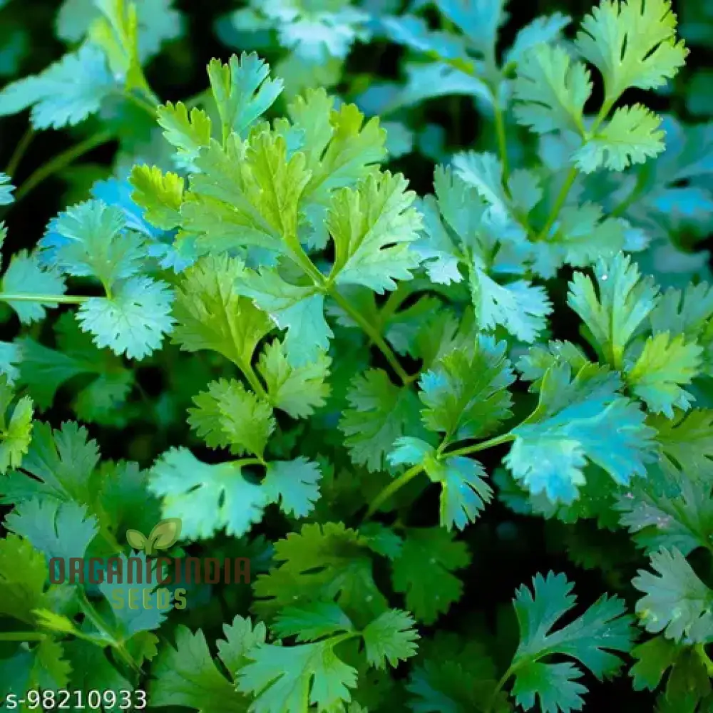 Cilantro - Slow Bolting Seeds for Successful Planting and Growing | Buy Organic Seeds Online