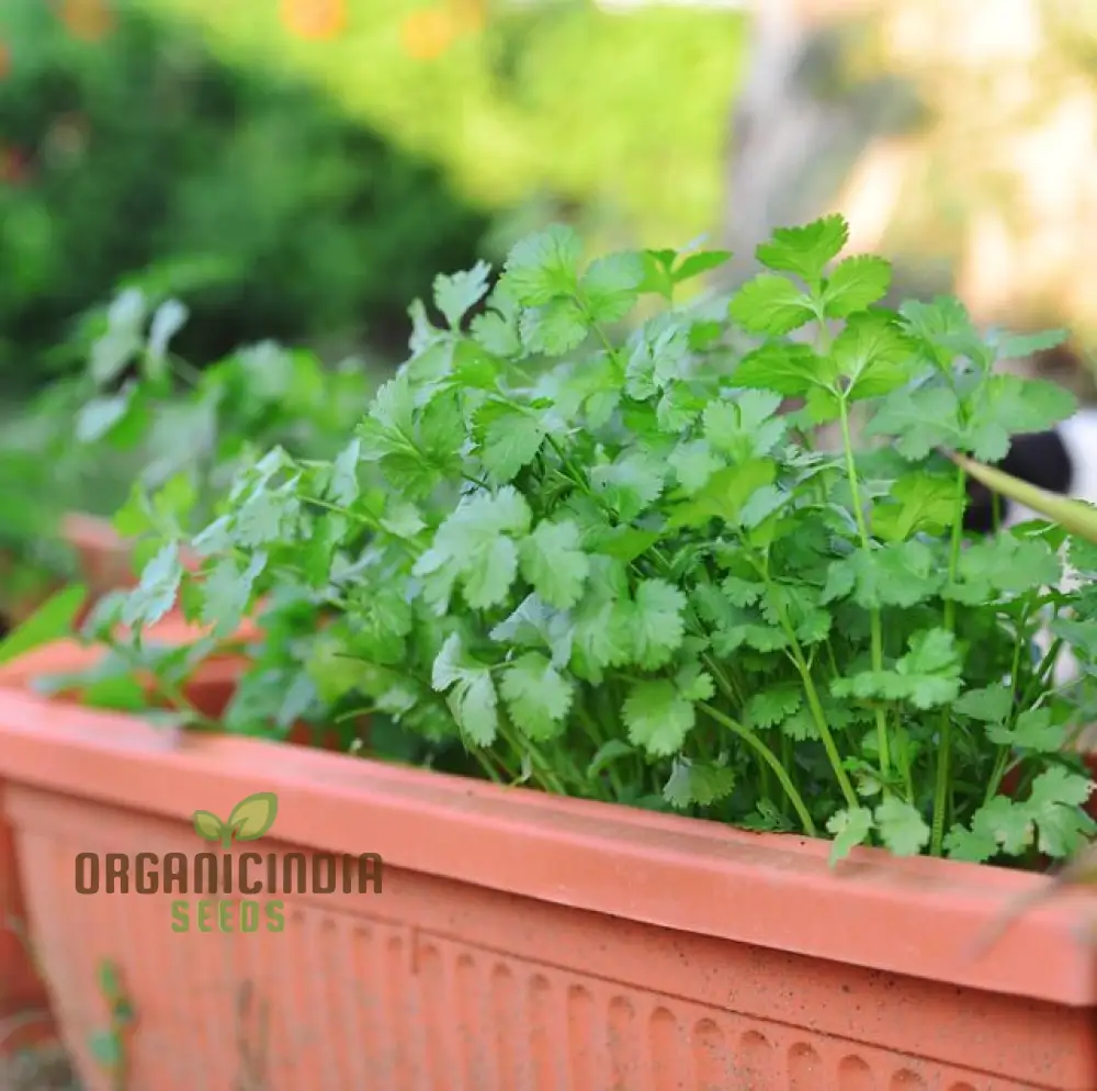 Cilantro - Slow Bolting Seeds for Successful Planting and Growing | Buy Organic Seeds Online - Image 3