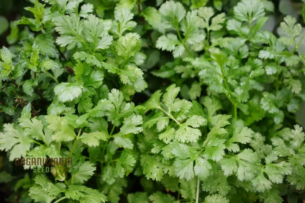 Cilantro - Slow Bolting Seeds for Successful Planting and Growing | Buy Organic Seeds Online - Image 4