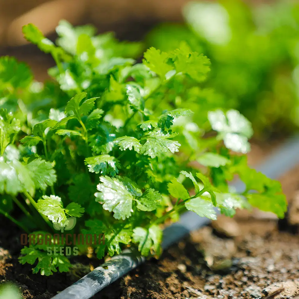 Cilantro - Slow Bolting Seeds for Successful Planting and Growing | Buy Organic Seeds Online - Image 5