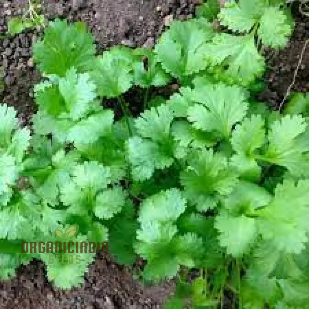 Cilantro - Slow Bolting Seeds for Successful Planting and Growing | Buy Organic Seeds Online - Image 6