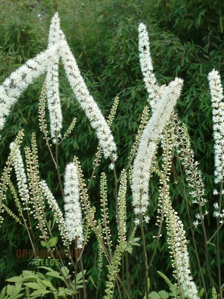 Cimicifuga Simplex Seeds for Planting Premium Quality for Gardening