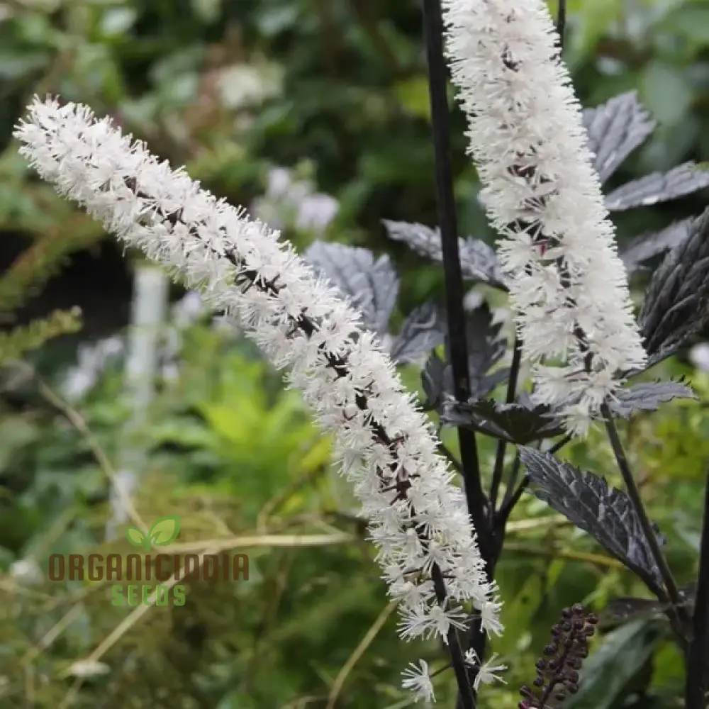 Cimicifuga Simplex Seeds for Planting Premium Quality for Gardening - Image 2