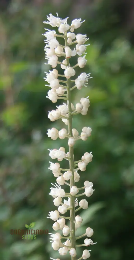 Cimicifuga Simplex Seeds for Planting Premium Quality for Gardening - Image 3