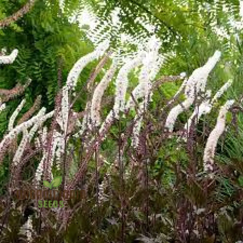 Cimicifuga Simplex Seeds for Planting Premium Quality for Gardening - Image 4