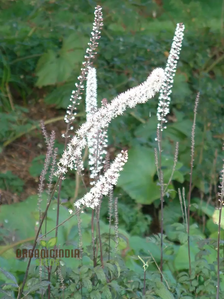 Cimicifuga Simplex Seeds for Planting Premium Quality for Gardening - Image 5
