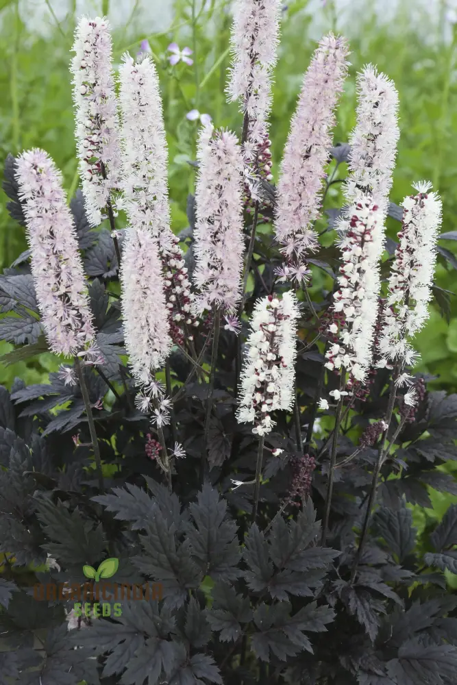 Cimicifuga Simplex Seeds for Planting Premium Quality for Gardening - Image 6