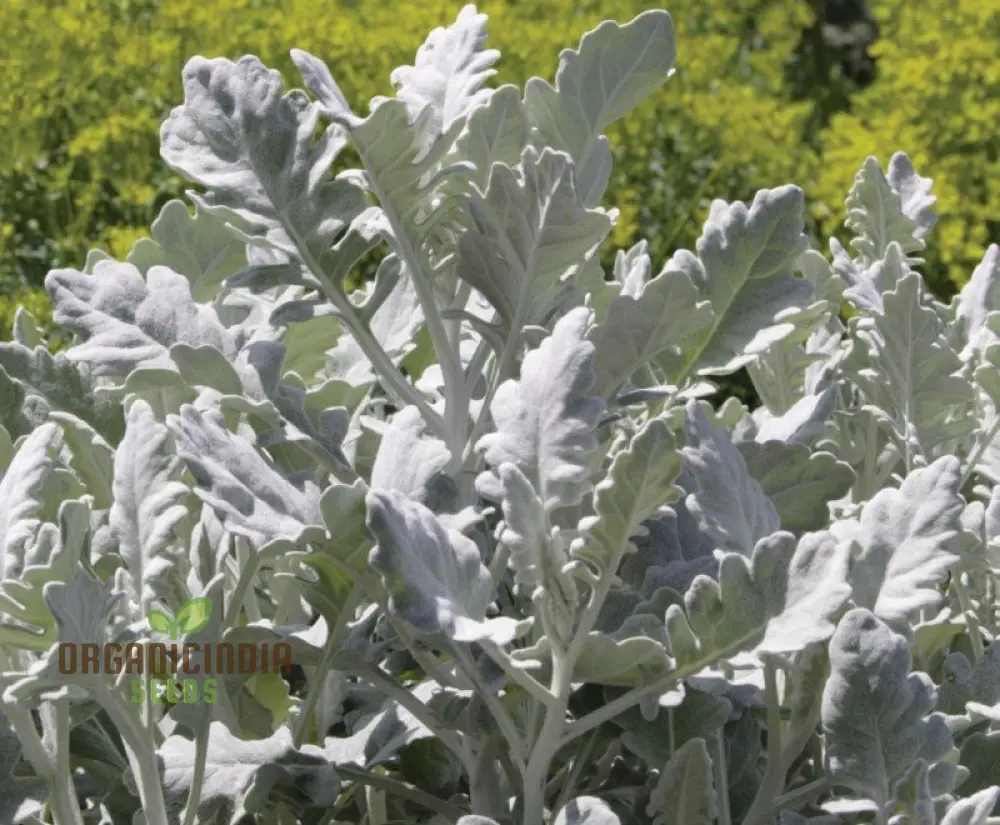 Cineraria Cirrus Planting Seeds, Enhance Your Garden with Delicate Beauty Using Expert Seed Planting and Gardening