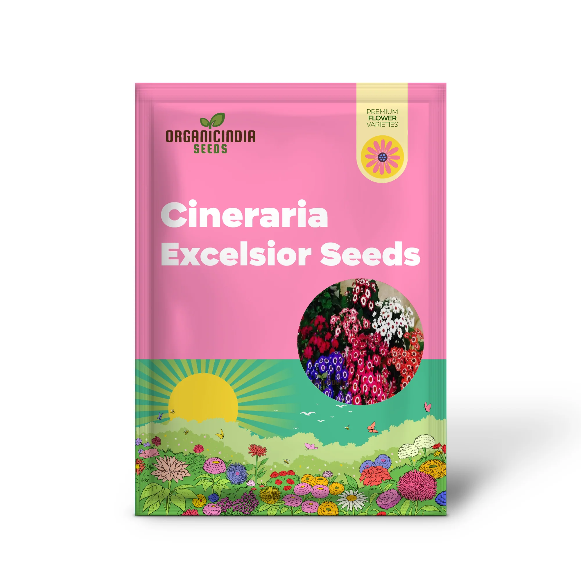 Cineraria Excelsior Seeds for Plantin, Enchanting Blooms - Image 2