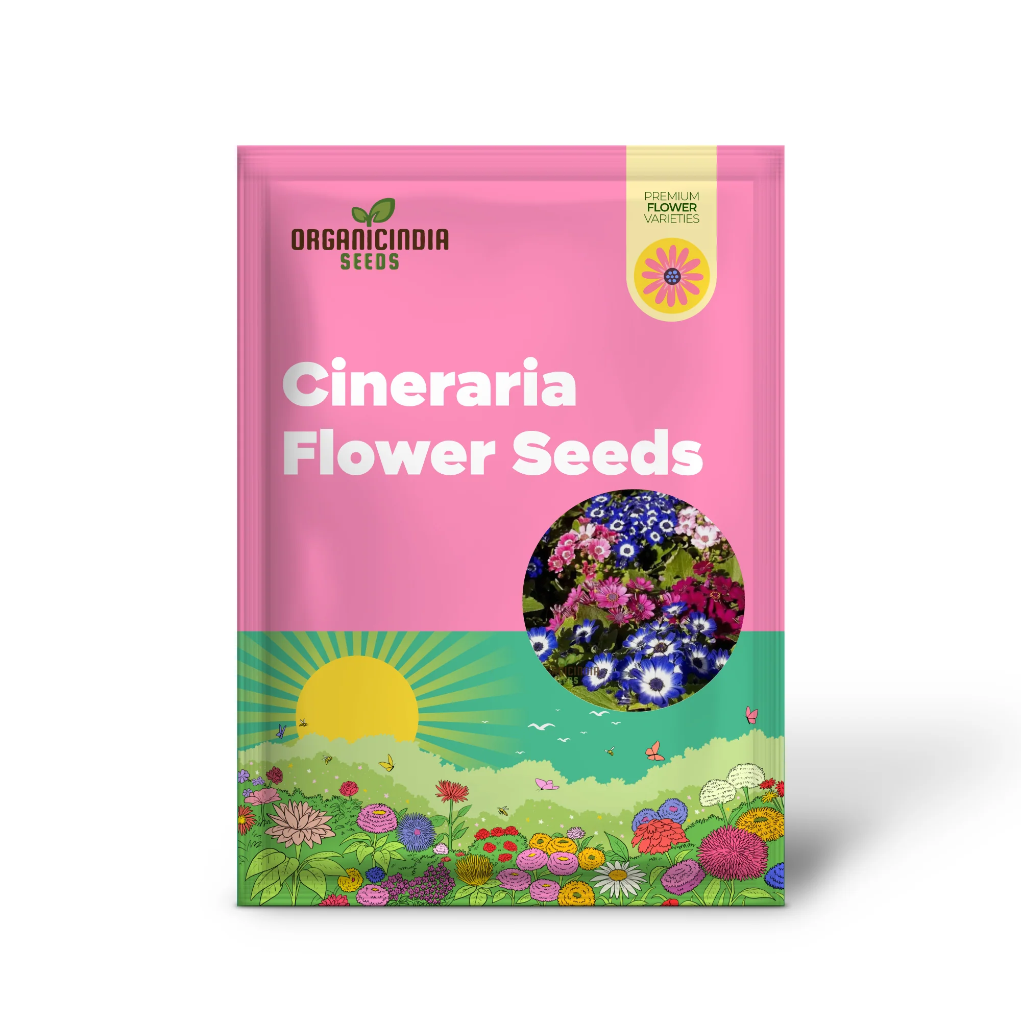 Cineraria Mixed Color Flower Seeds - Vibrant Blooms for Stunning Garden Displays - Image 2