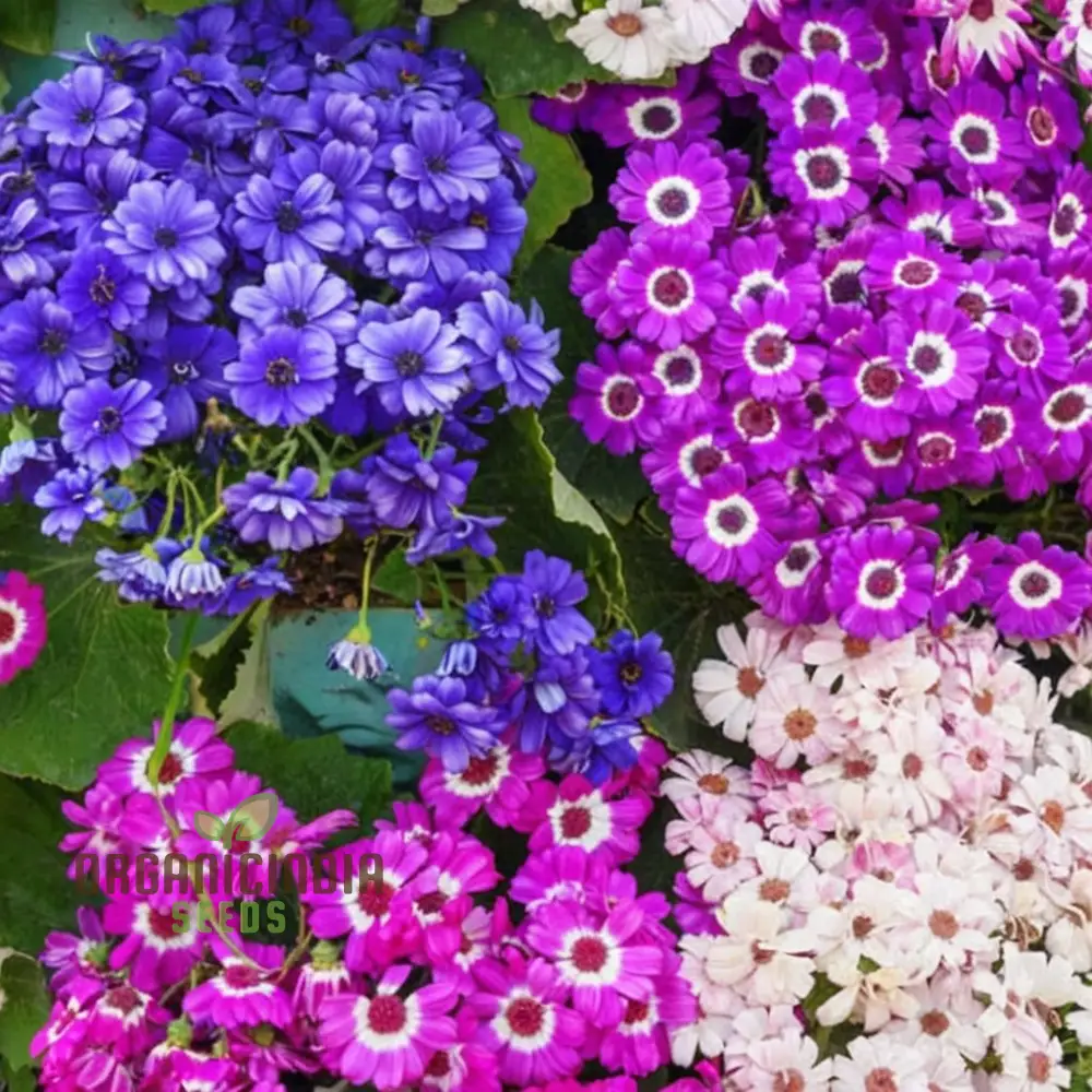 Cineraria Mixed Color Flower Seeds - Vibrant Blooms for Stunning Garden Displays - Image 3