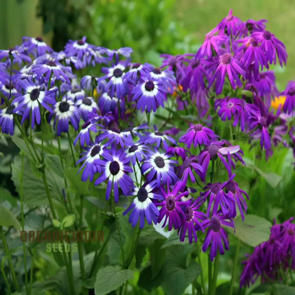 Cineraria Mixed Color Flower Seeds - Vibrant Blooms for Stunning Garden Displays - Image 4